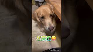 ゴールデンレトリバーのきなこです！マテ、出来るかな？ #shorts  #ゴールデンレトリバー  #愛犬  #愛犬との暮らし