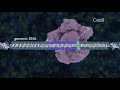Introduction to CRISPR-Cas9 Genome Editing