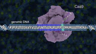 Introduction to CRISPR-Cas9 Genome Editing