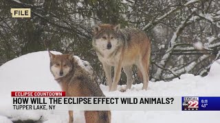 How will wildlife react to the total solar eclipse?