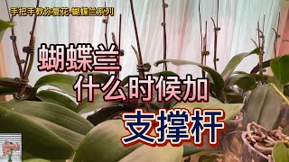 手把手教你复花-蝴蝶兰 41- 蝴蝶兰什么时候上支撑杆