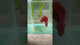 Mantab Keindahan Ikan Cupang Halfmoon Warna Merah #shorts