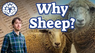 Why Sheep?