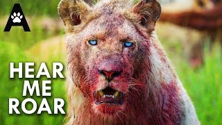 Lions: Pride or Die