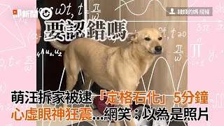 米克斯犬闖禍被逮 裝傻定格石化5分鐘 乍看以為是狗照片｜寵物