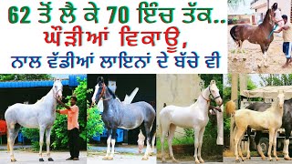 62 ਤੋਂ ਲੈ ਕੇ 70 ਇੰਚ ਤੱਕ ਦੀਆਂ ਘੋੜੀਆਂ ਵਿਕਾਊ ਸਰਬਗੁਣ ਸੰਪੂਰਨ ਨਾਲ ਵੱਡੀਆਂ ਲਾਇਨਾਂ ਦੇ ਬੱਚੇ ਵੀ #aamtonkhaas