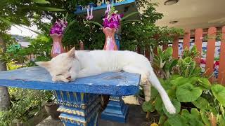 แมวแสนประหลาด ที่นอนปกตินอน นอนบนศาลพระภูมิ cat bed that normally refuses to sleep  on the shrine