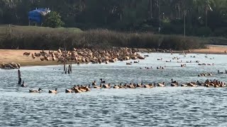 Lovely Ducks Swim in the River.