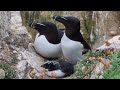 the razorbill power animal