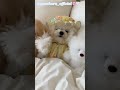 강아지 모델 데뷔한 아기 비숑 체리🌸 강아지 옷 브랜드 유어하루 바지사장🧸🤍 your haru 🤍 puppy model bichonfrise cherry 🤍 shorts