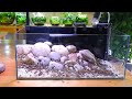 АКВАРИУМ ДЛЯ ЧЕРЕПАХИ turtle tank tutorial