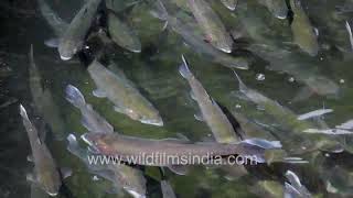 Trout hatchery of wildfilmsindia, with Rainbow Trout going into a frenzy at feeding time