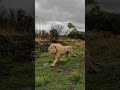 White Lions FIGHT and ROAR | The Lion Whisperer