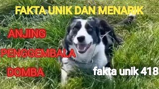 Fakta unik dan menarik anjing penggembala domba