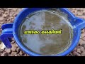 ഒരു രൂപ മുടക്കില്ലാതെ ഈ fertilizer മാത്രം മതി കൊടുക്കാൻ മറക്കല്ലേ kerala gardening ideas