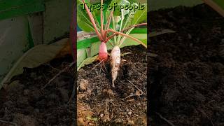 Red Radish VS White Radish #gardening #terracegarden