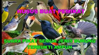 Download Lagu SUARA PIKAT SEMUA JENIS BURUNG KECIL TERBUKTI JITU... MP3 Gratis