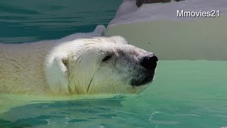 ホッキョクグマ　キャンディ　プールに入る~Polar Bear \