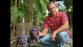 Виноград Ред глоуб. Сезон 2017. (Grapes Red globe. Season 2017).