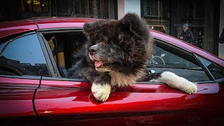 INSANE Mansory McLaren with amazing Akita dog on board!!