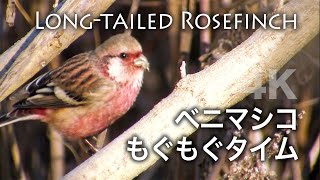 野鳥撮影・ 【野鳥動画】ベニマシコのもぐもぐタイム / 4K