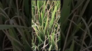 BLB \u0026 Sheath Rot together disease symptoms  of Paddy   #agriculture #shortvs