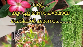 എന്റെ വീട്ടു  മുറ്റത്തെ  കുറച്ചു  ചെടികൾ ......... !!!