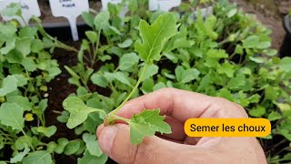 Comment je sème les choux (brocoli, chou-fleur, chou frisé...)? 2022