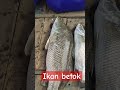 ikan betok kan? #fishing #mancingmaniamantap #mancing