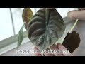 【植物店巡り】こだわり満載！ハイセンスで珍しい植物が多い千葉のボタニカルショップ『forest』にお邪魔しました｜流山おおたかの森 観葉植物 観葉植物のある暮らし plants