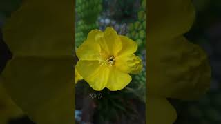 Common evening-primrose plant _ variegated houseplants