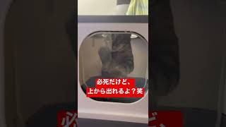 【猫動画】気付いた時の表情が可愛い猫【A cat with a cute expression when you notice it】#shorts #animals #cat #cute