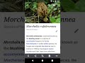 Wikipedia for Android Offline Demo