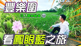 豐樂圍-看鳳眼藍之旅｜Insta360 ONE RS｜元朗好去處｜天水圍好去處｜拉姆薩爾濕地｜郊遊路線｜行山路線｜香港好去處｜行山路線介紹｜航拍｜利奧郊遊GoGoGo｜初級行山路線