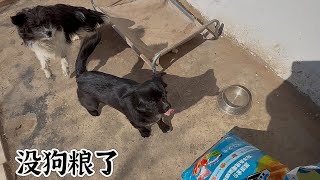 家里狗粮没了，给毛孩子吃猫粮，压力越来越大有点不知所措