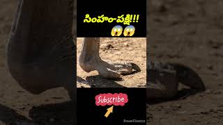 ఒక్క దెబ్బతో సింహలను చంపే పక్షి!!!😱😱#birdkillslions #Lion  #bird #oceanplanet #rare #facts #shorts