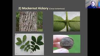 Identifying Hickory Trees Native to Tennessee