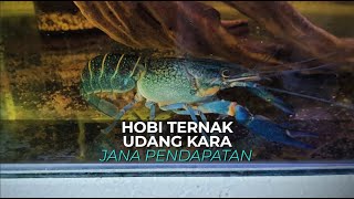 Hobi ternak udang kara jana pendapatan