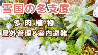 【多肉植物】雪国の冬支度•初心者2回目の冬越し【屋外\u0026室内】