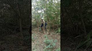 Two rabbit 🐰 for catching in my village jungle trending vfx funny #wildlife #nature #video .