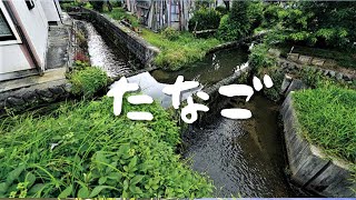 【タナゴ釣り大阪】 行き止まりの用水路で、カネヒラが乱舞！