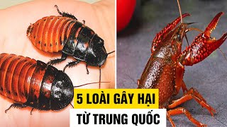 5 Loài Động Vật Từ Trung Quốc Gây Hại Cho Việt Nam, Cảnh Giác Nếu Không Gây Họa | Thế Giới 360