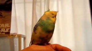 セキセイインコ　2016年2月6日　リーゼントにほわ毛