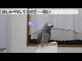 ヨウムの春ちゃん94 眠そうだけど、おしゃべり始めちゃいました♪