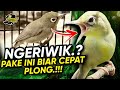 Masteran Kecial Kuning NGERIWIK Mulu Biar Cepat PLONG Ampuh 100% BUKTIKAN‼️| PEPADU KECIAL