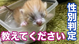 猫の出産子育て＃５　生まれたばかりの子猫の性別判定が難しい