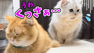 兄猫のお尻が臭すぎたみたいなのでお鼻直しにちゅ〜るあげてみたｗ