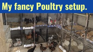 How to start fancy hens setup at roof | فینسی مرغیوں کا سیٹ اپ | chicken farming at rooftop