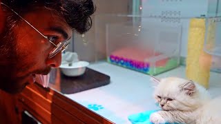 Hasanabi Goes to a Japanese Pet Store and Mall w/ WillNeff, AustinShow and Marche