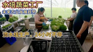 现代农业生产水培生菜，从种到收机械化，30天一茬一棵能卖七八块